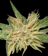 Amnesia