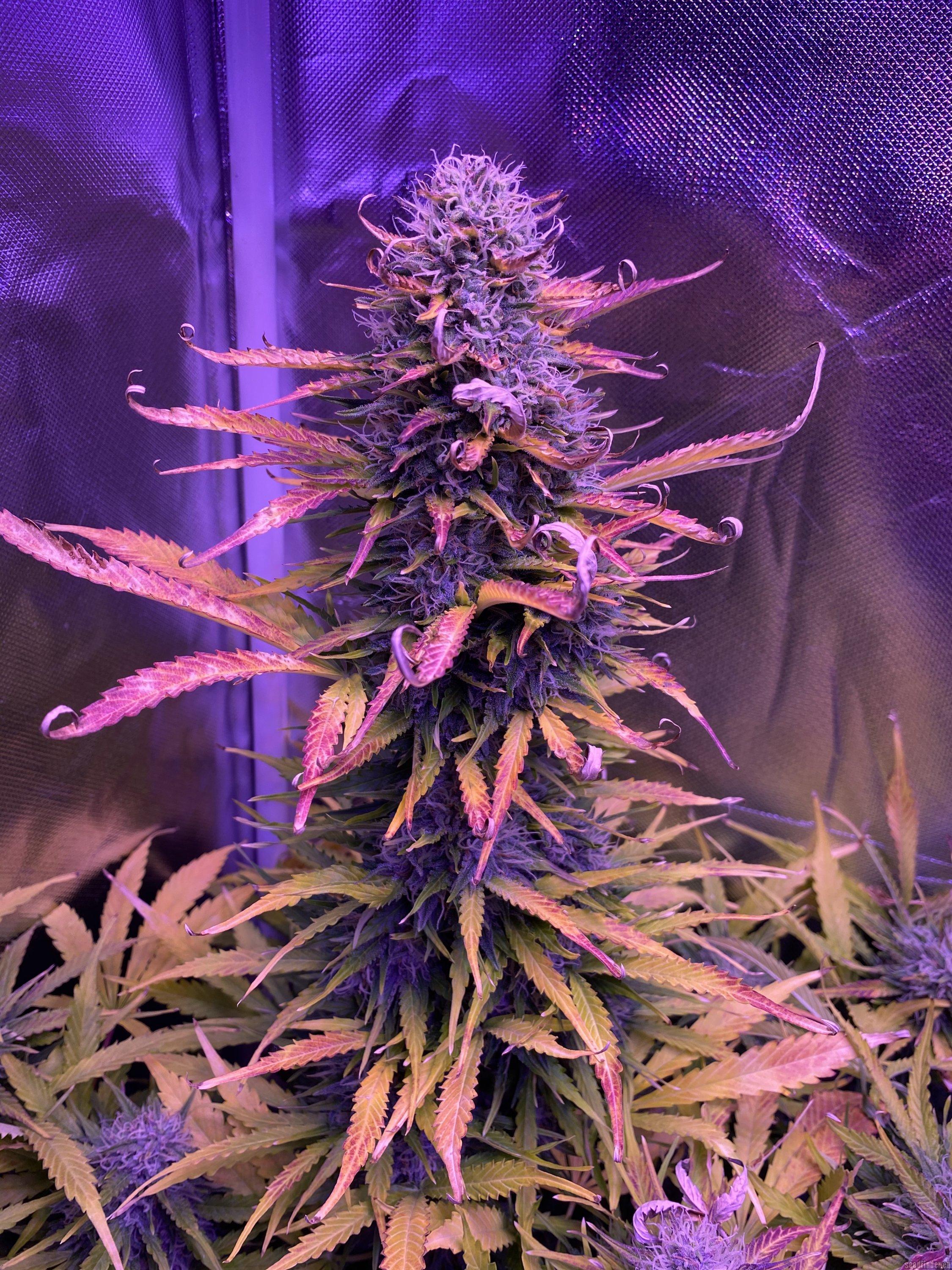 BCN Critical XXL Autoflower