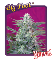 Big Foot