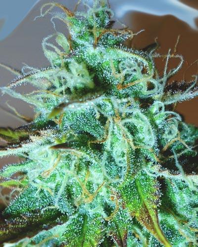 Black Afghani Kush