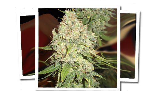 Black Berry OG