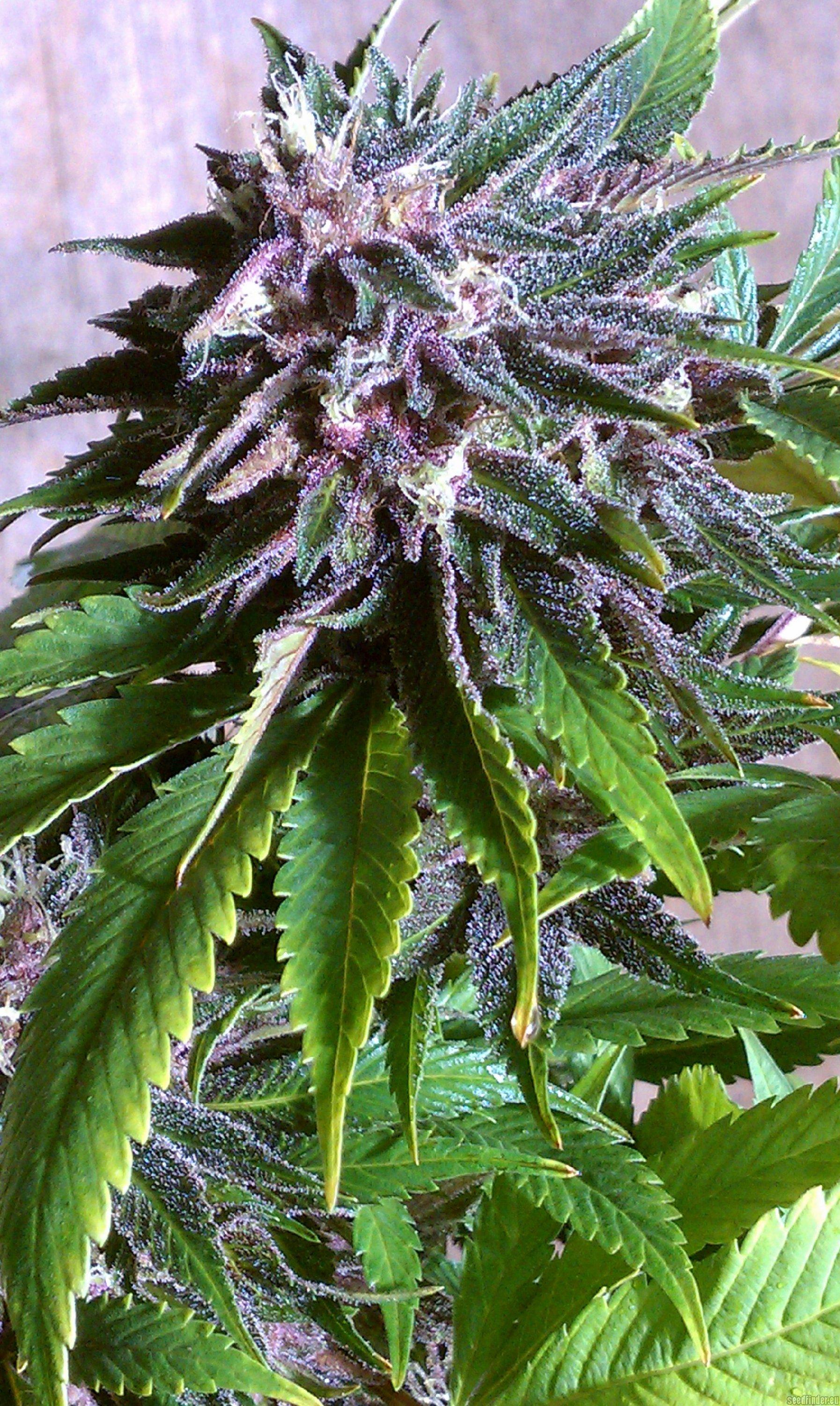 Black Cherry Soda