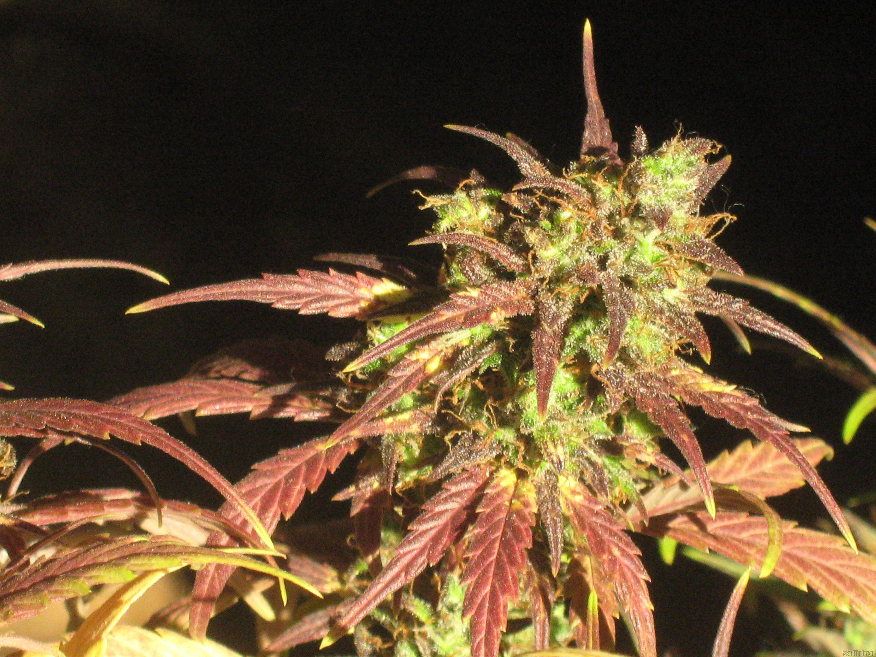 Black Cream Auto