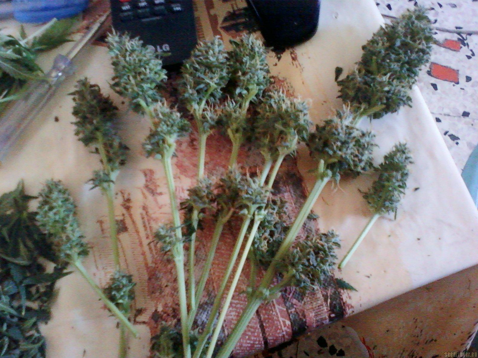 Black Jack Auto