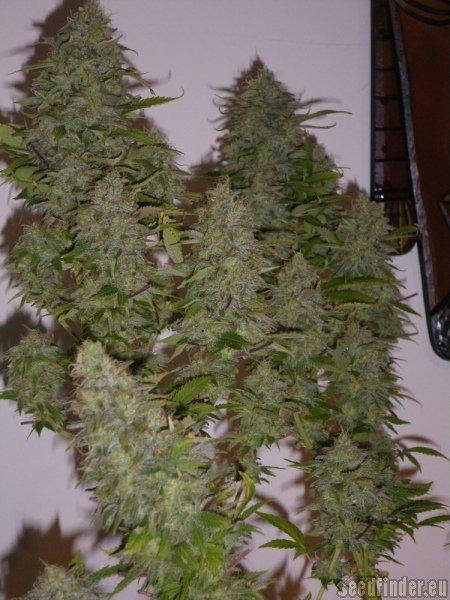 Black Russian