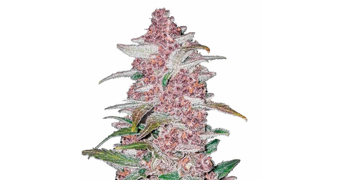 BlackBerry Auto