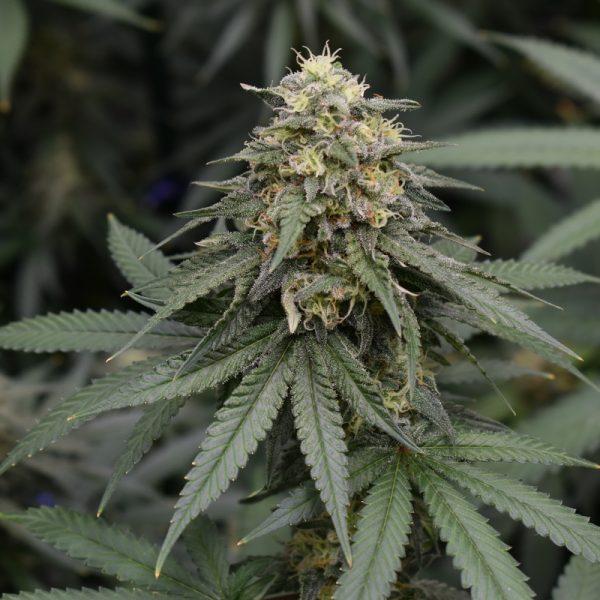 Blackberry Cookies