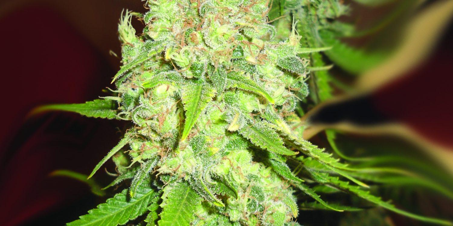 Blackberry OG CBD