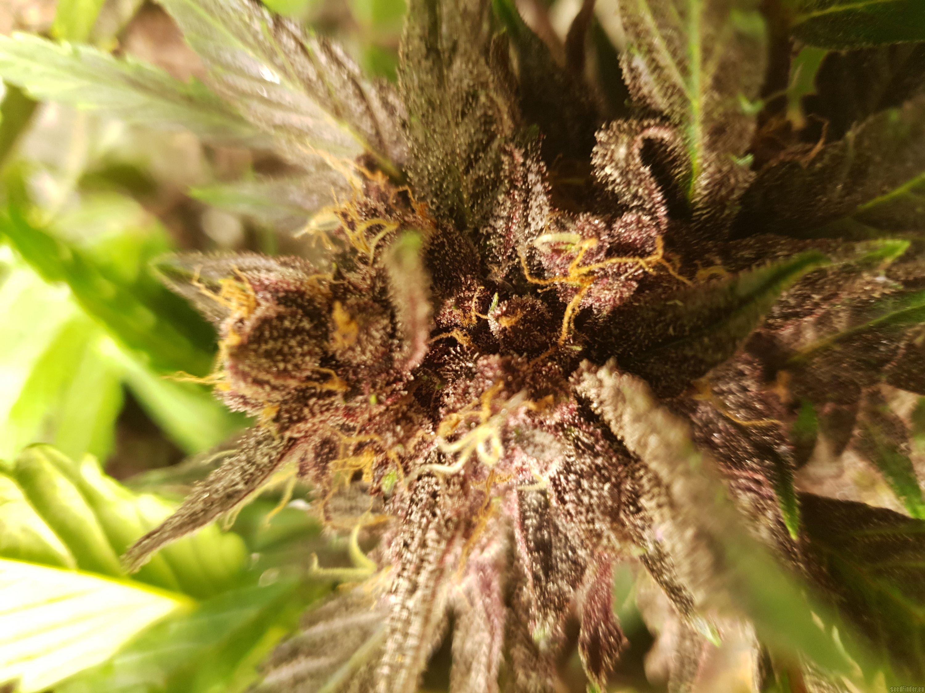 Blackberry