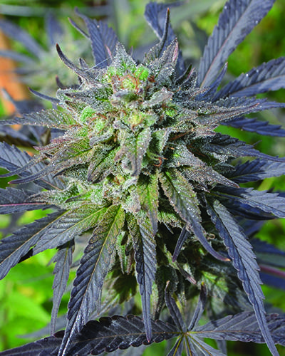 Blue Blood CBD