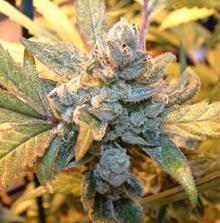 Blue Cheese