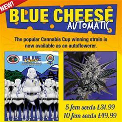 Blue Cheese Automatic
