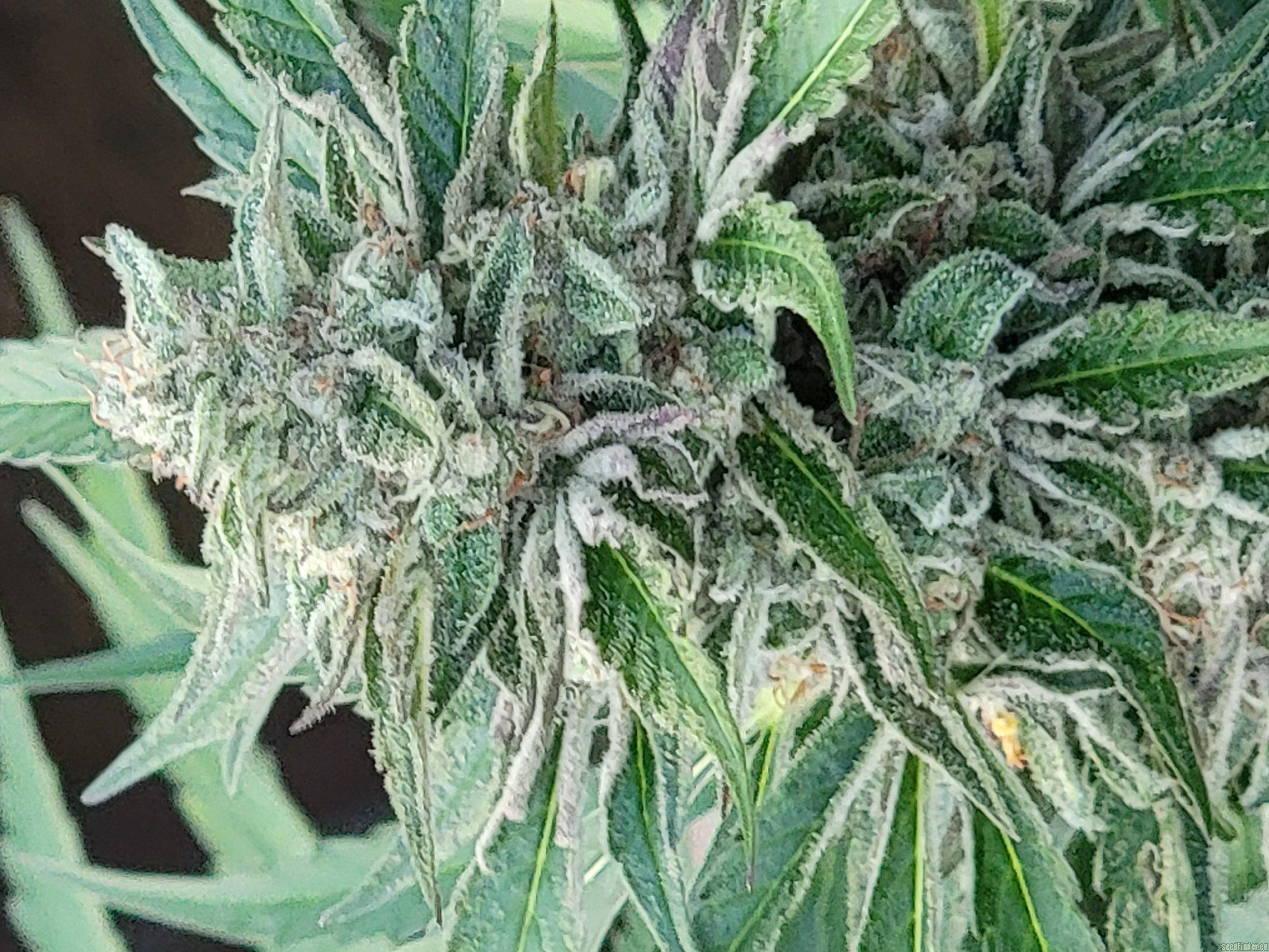 Blue Dream Sherbet