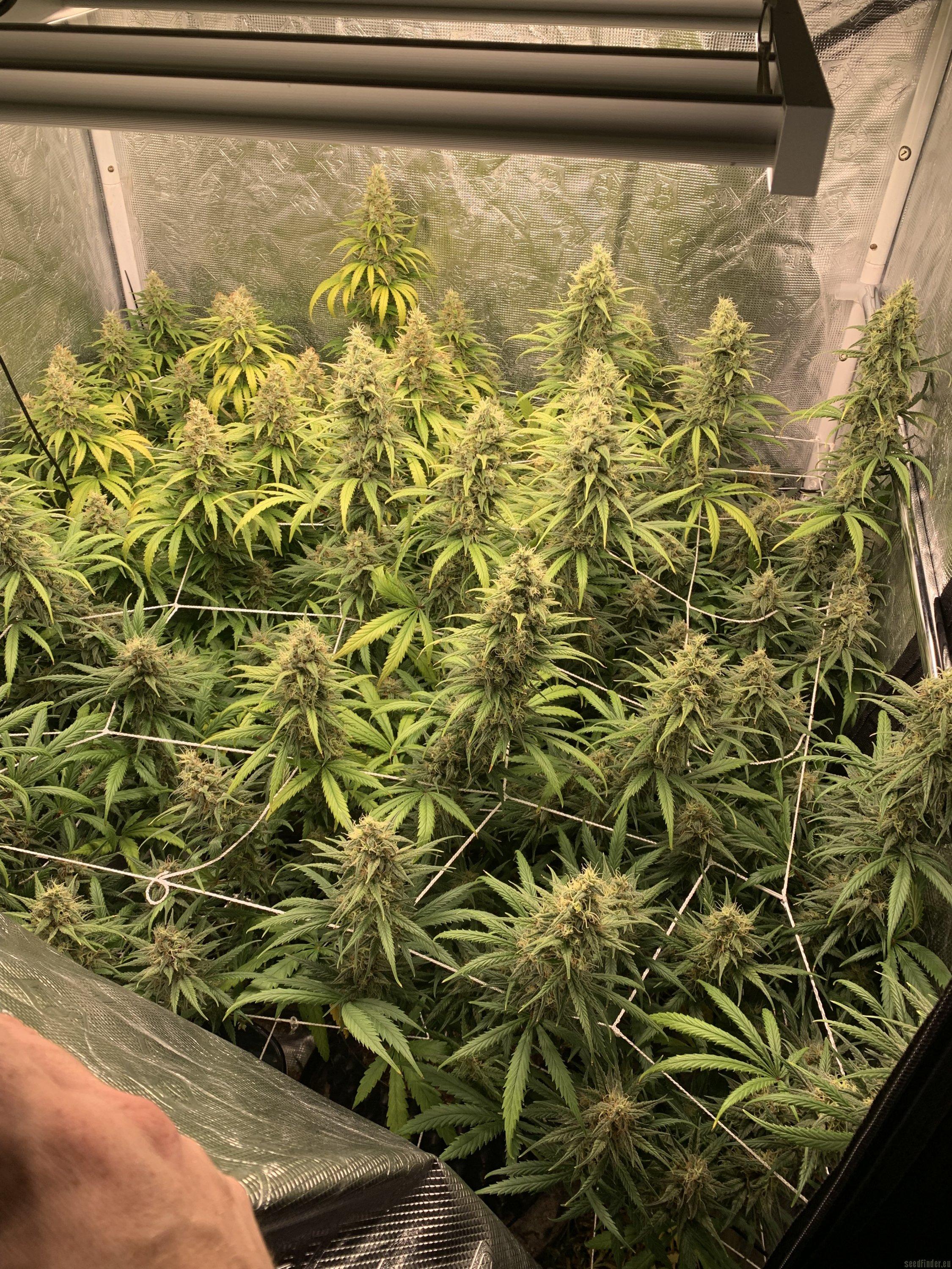 Blue Dream
