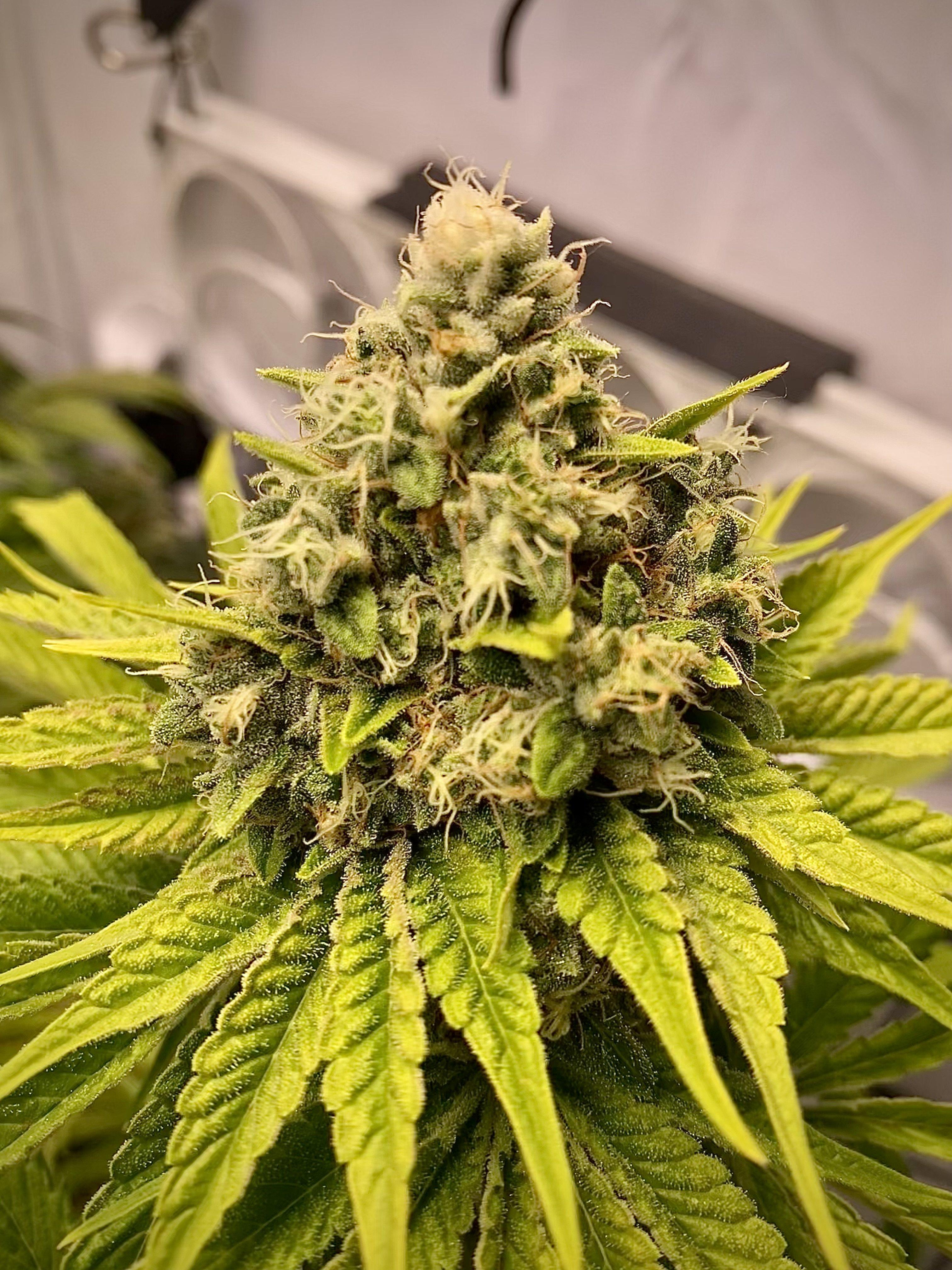 Blue Gelato