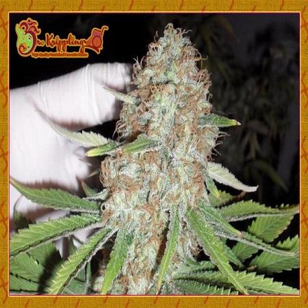 Blue Kripple