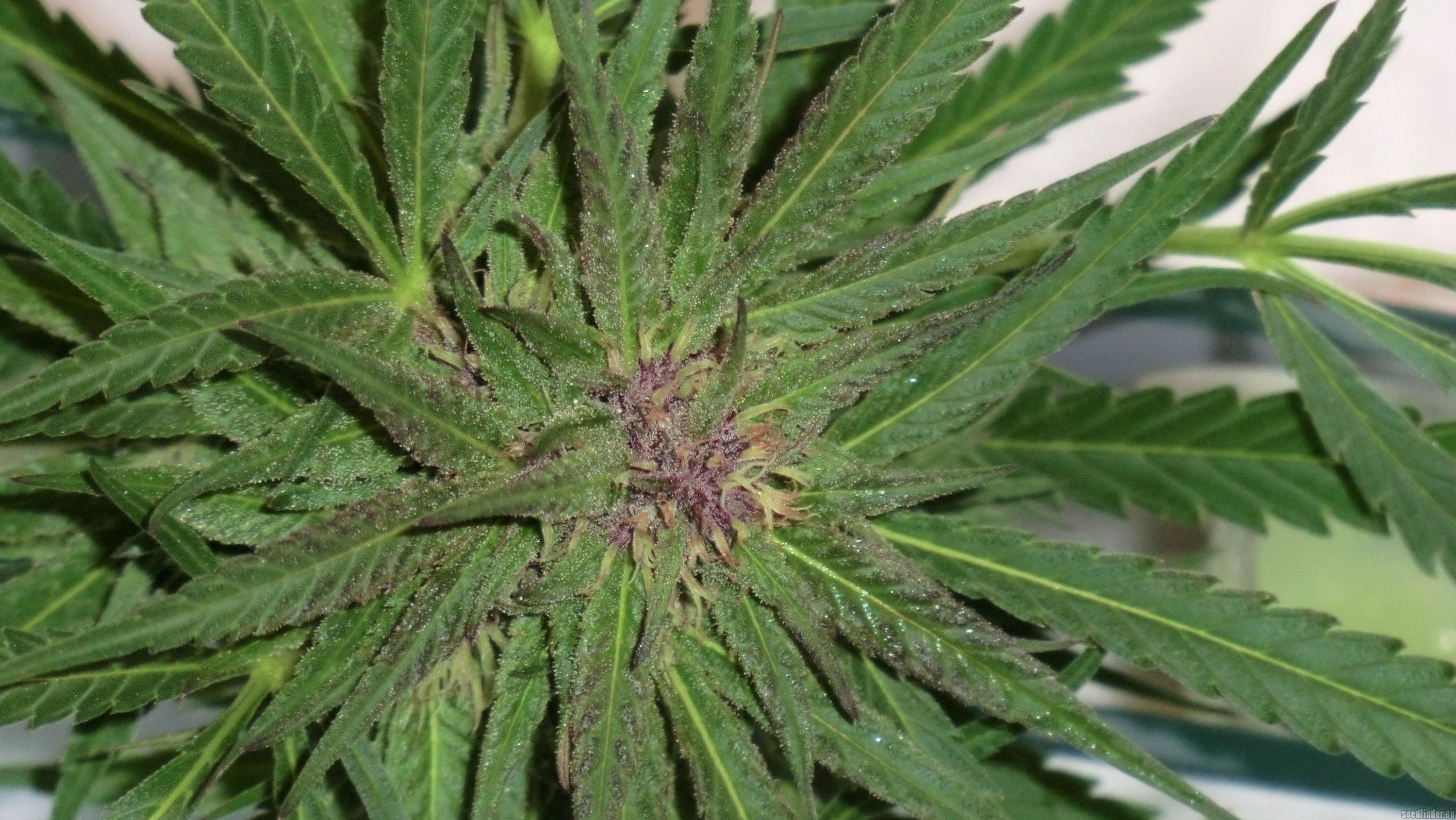 Blue Medi Kush