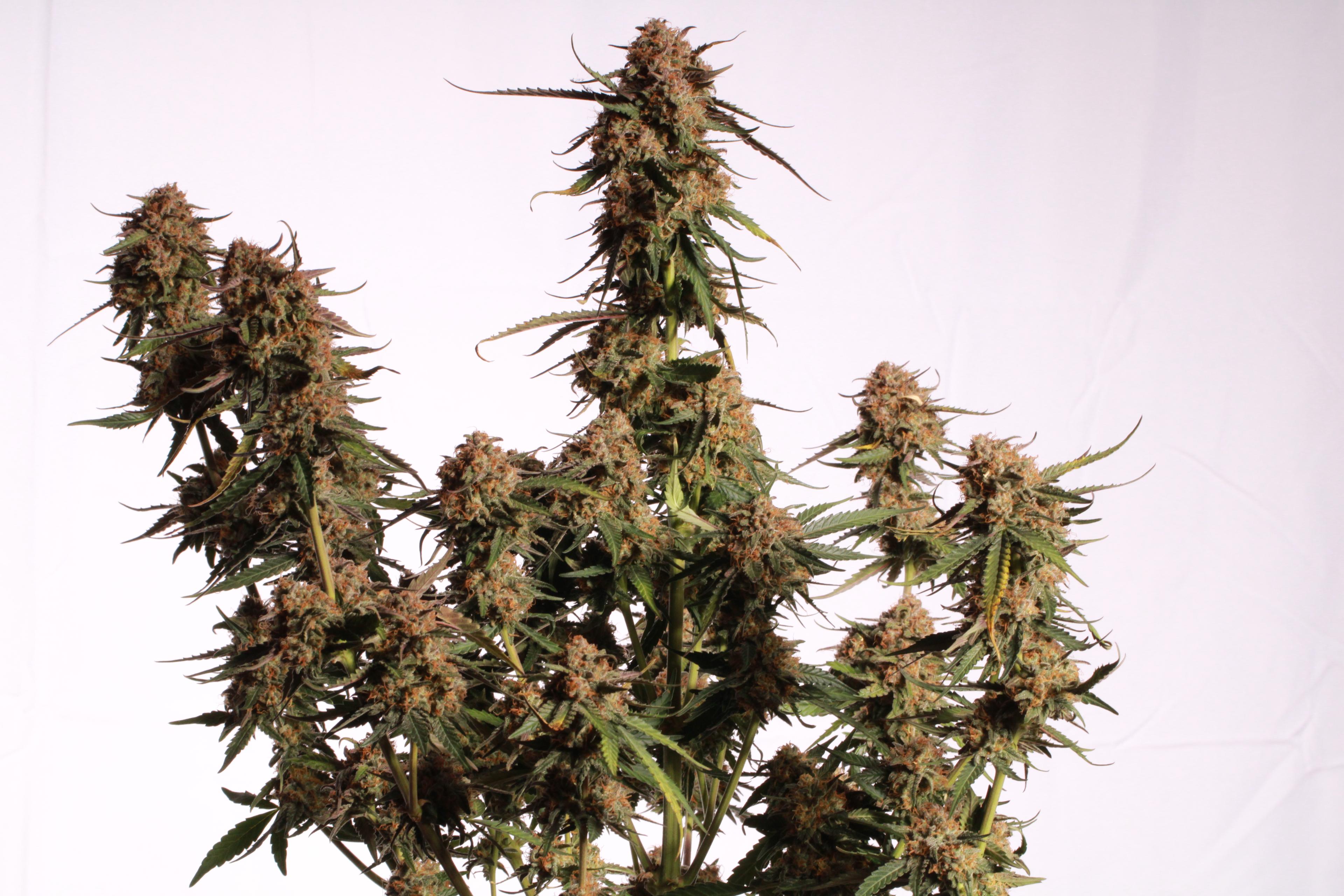 Blue Moby Auto