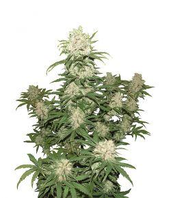 Blueberry Auto