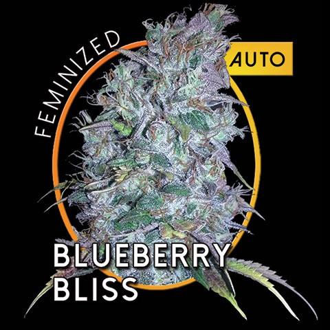 Blueberry Bliss Auto