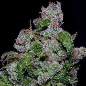 Blueberry Crystal Gelato
