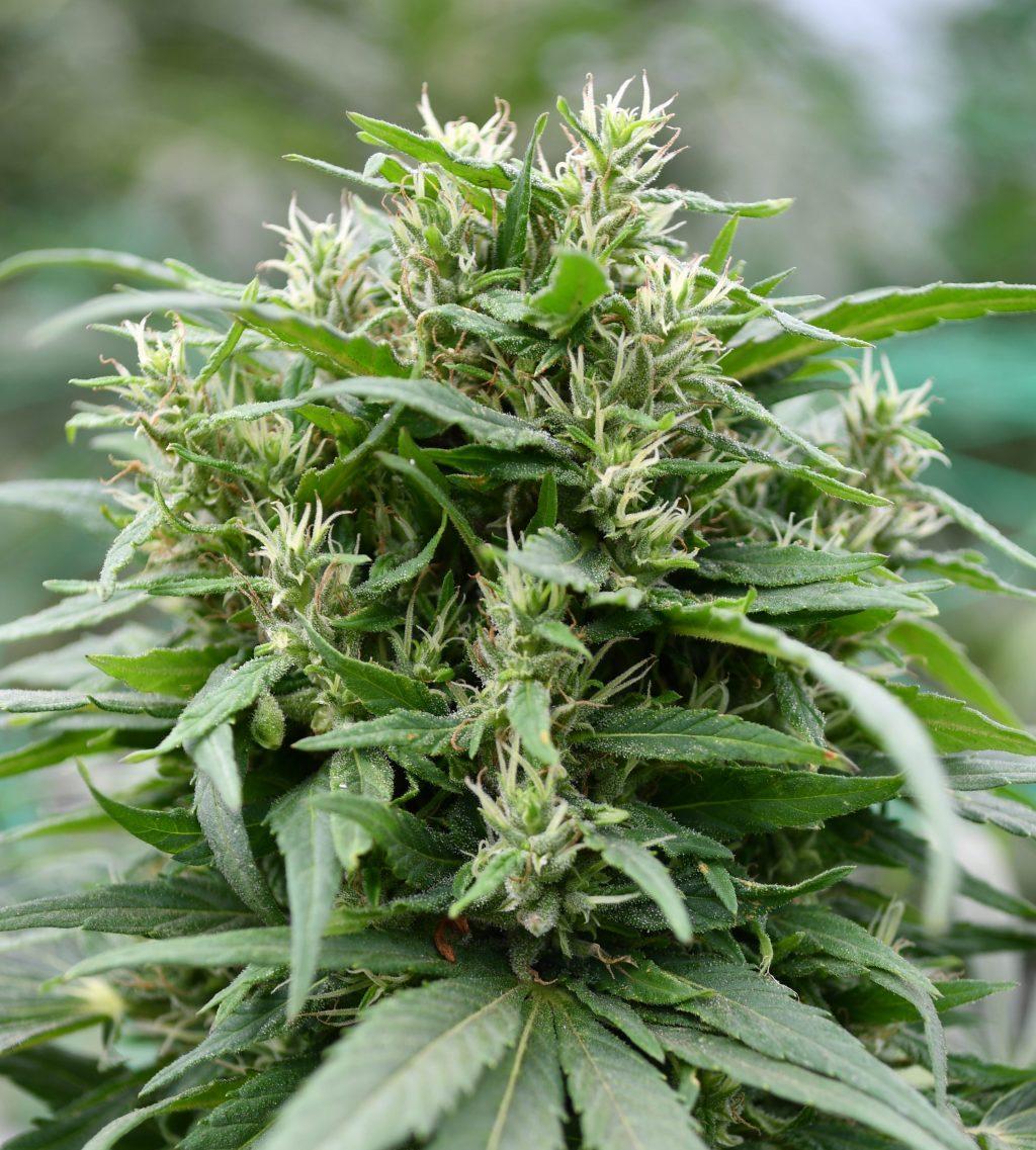 Blueberry Gelato