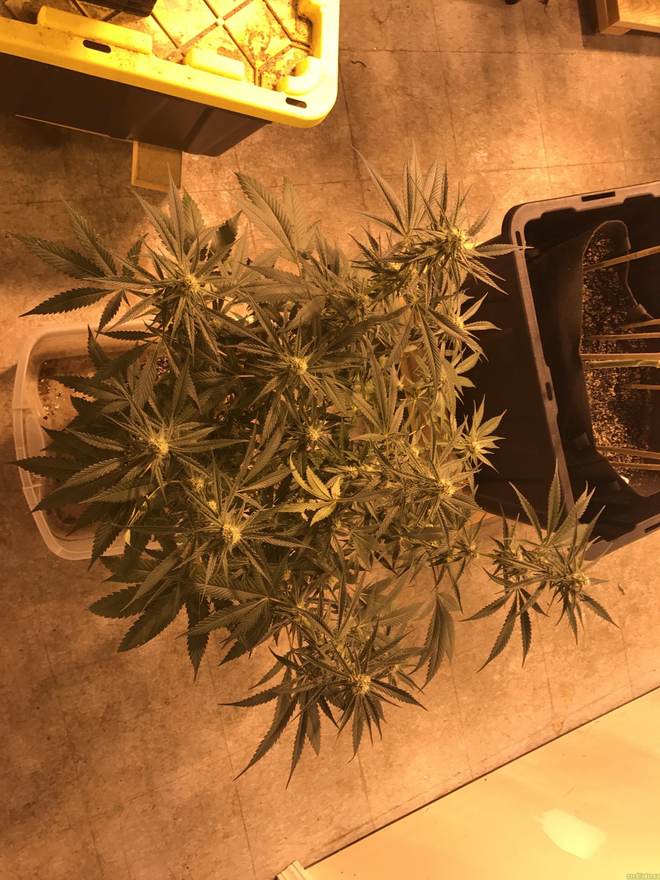 Blueberry Ghost OG