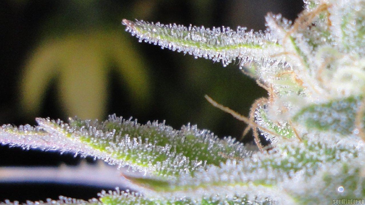 Blueberry Gum #2