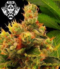 Blueberry Gum