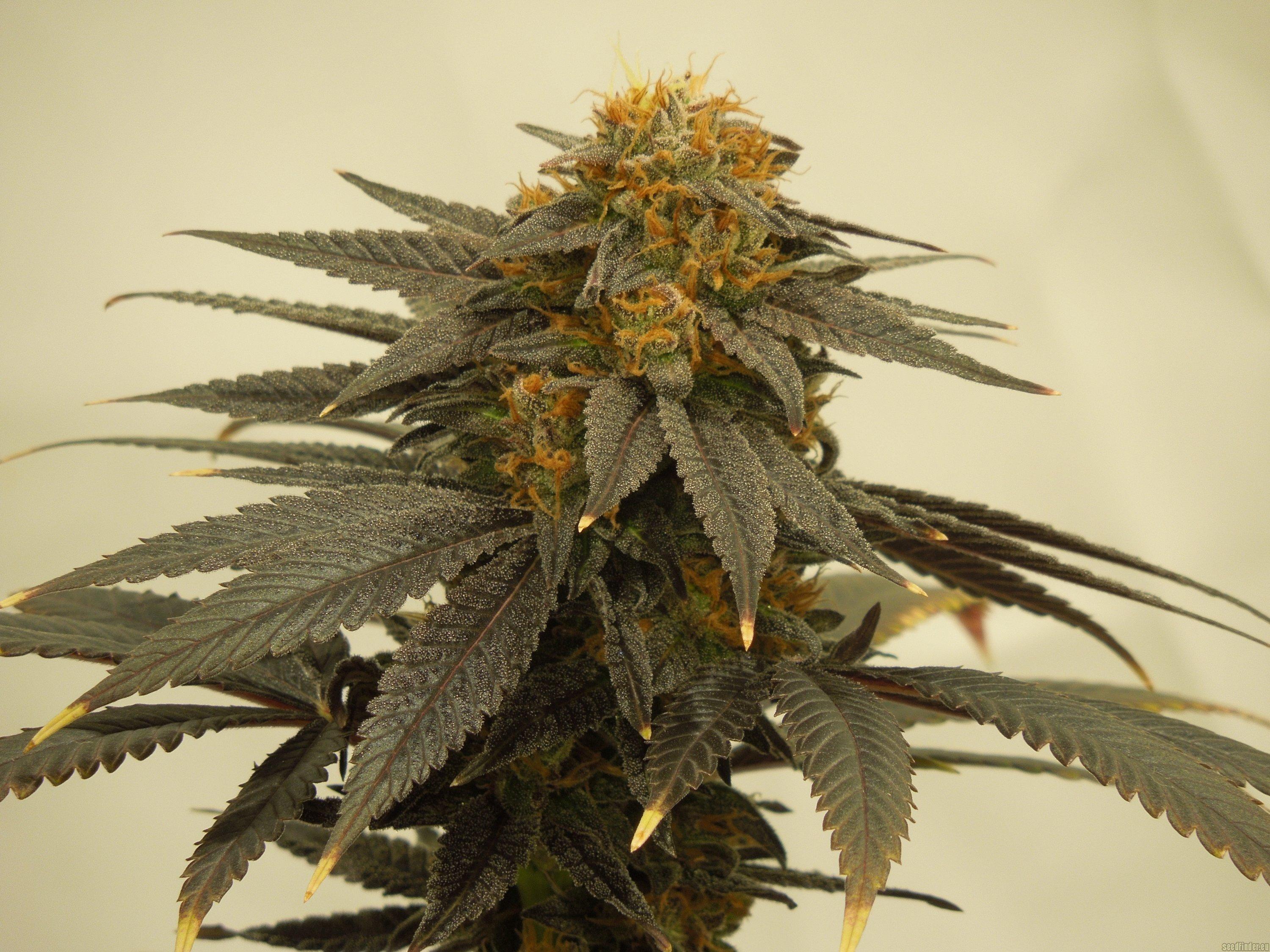 Blueberry Headband