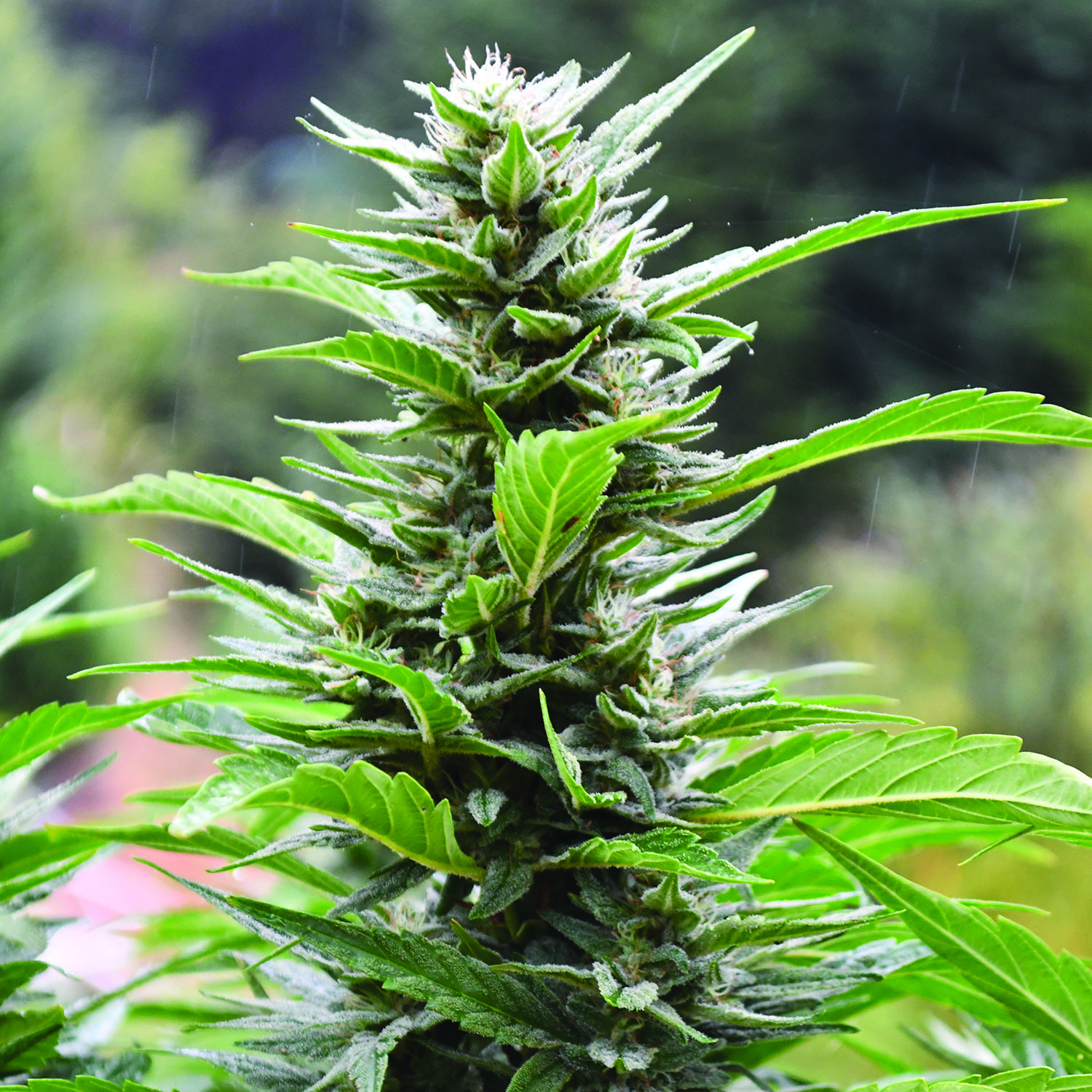 Blueberry Headband CBD