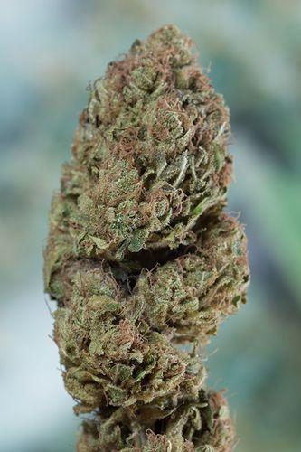 Blueberry Headband