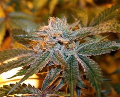 Boulder Bubblegum