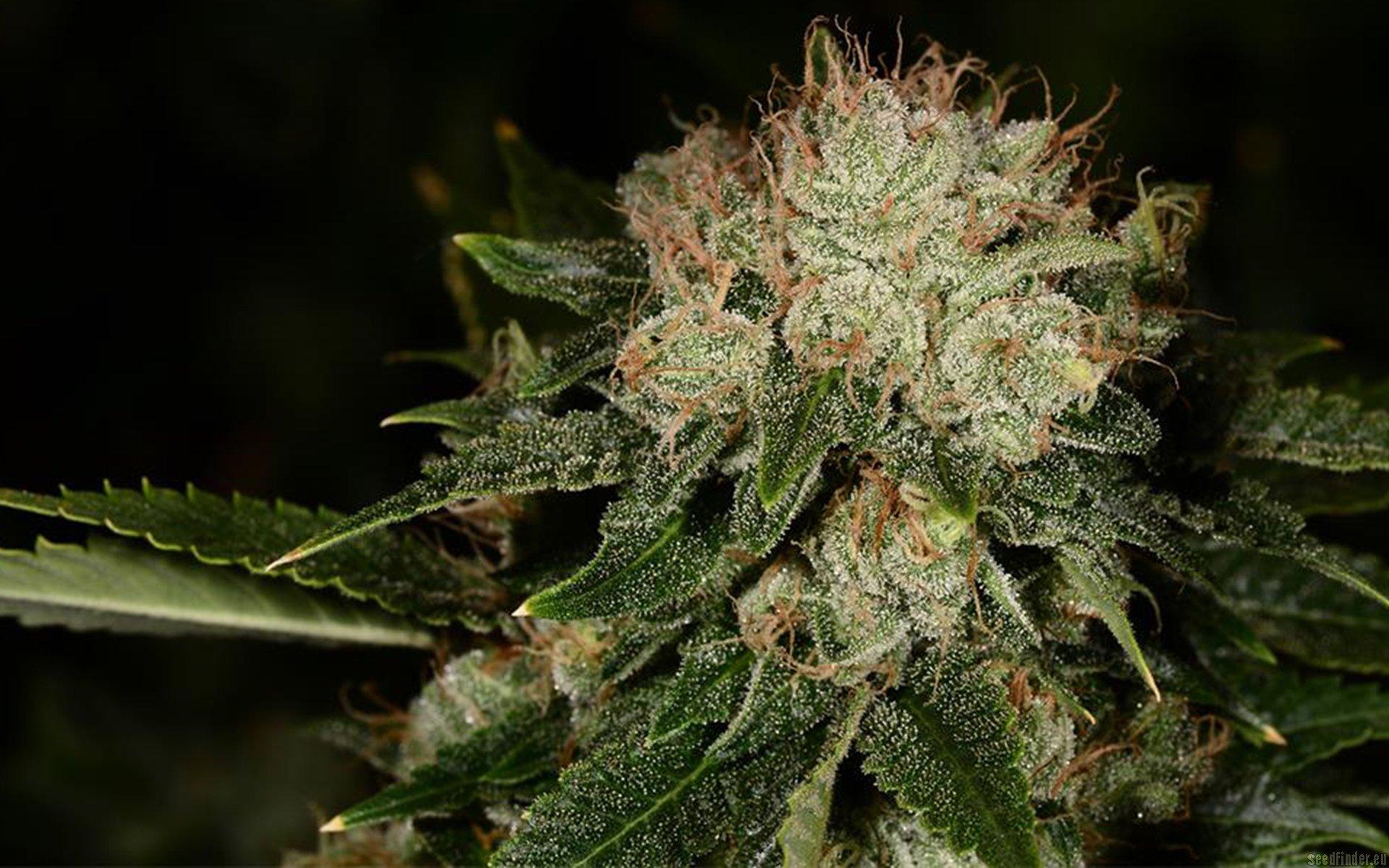 Bruce Banner #3