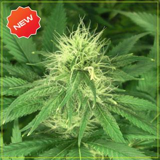 Bubba Kush
