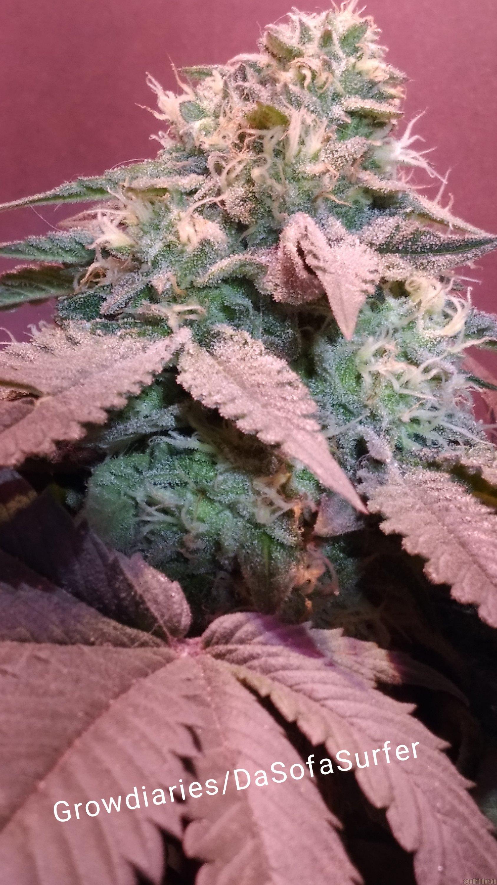 Bubba Slush