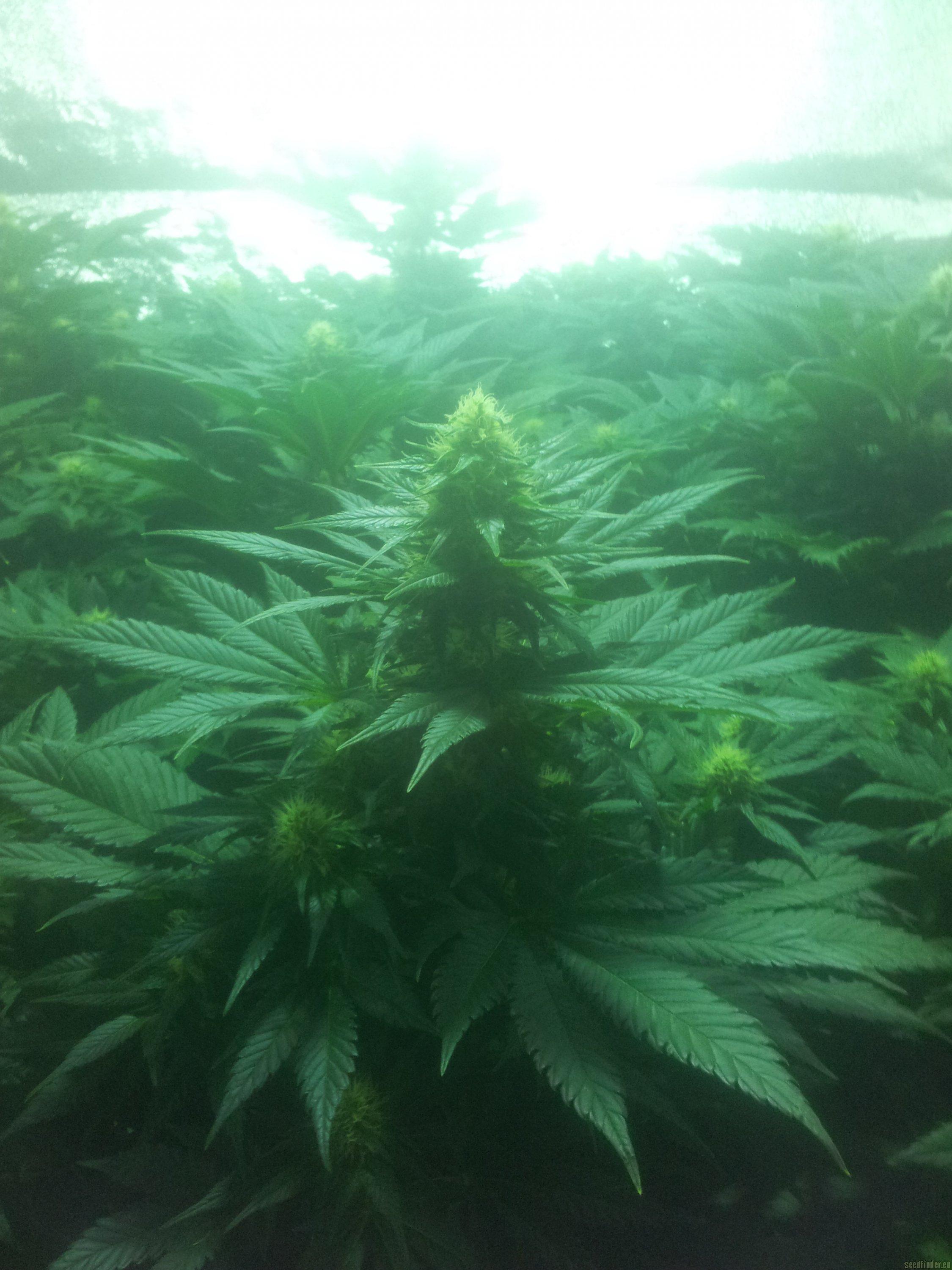 Bubble Kush Auto