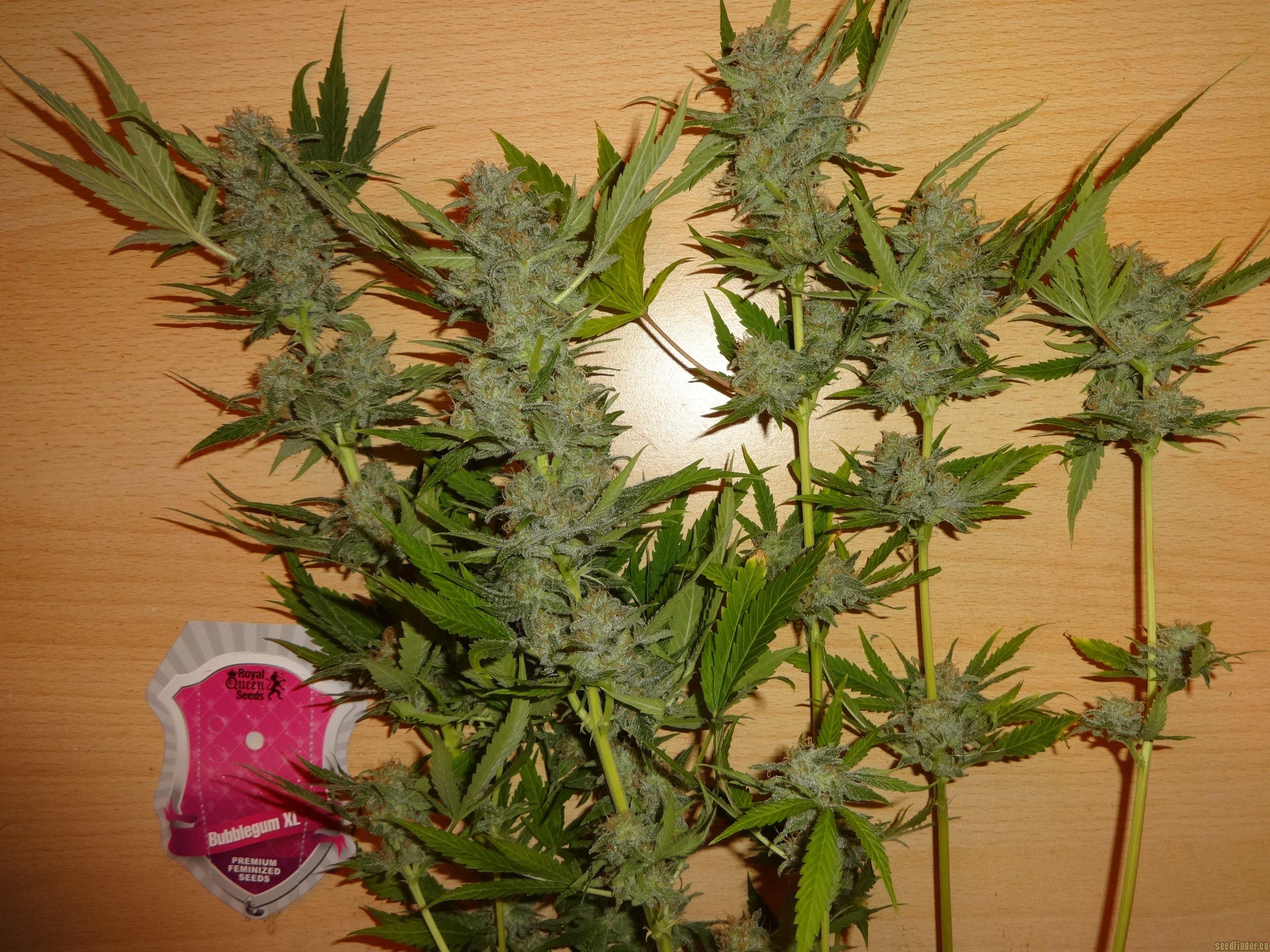 Bubblegum XL