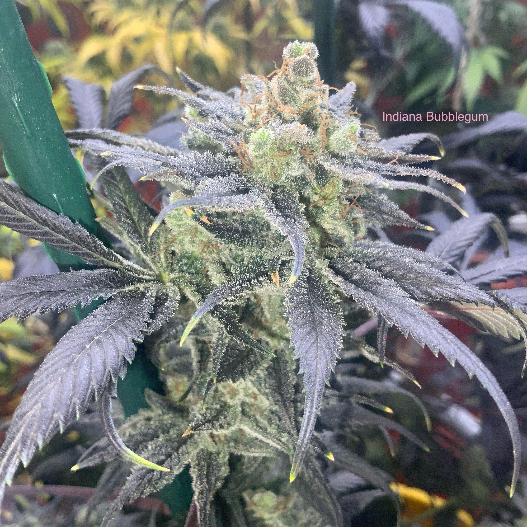Bubblegum