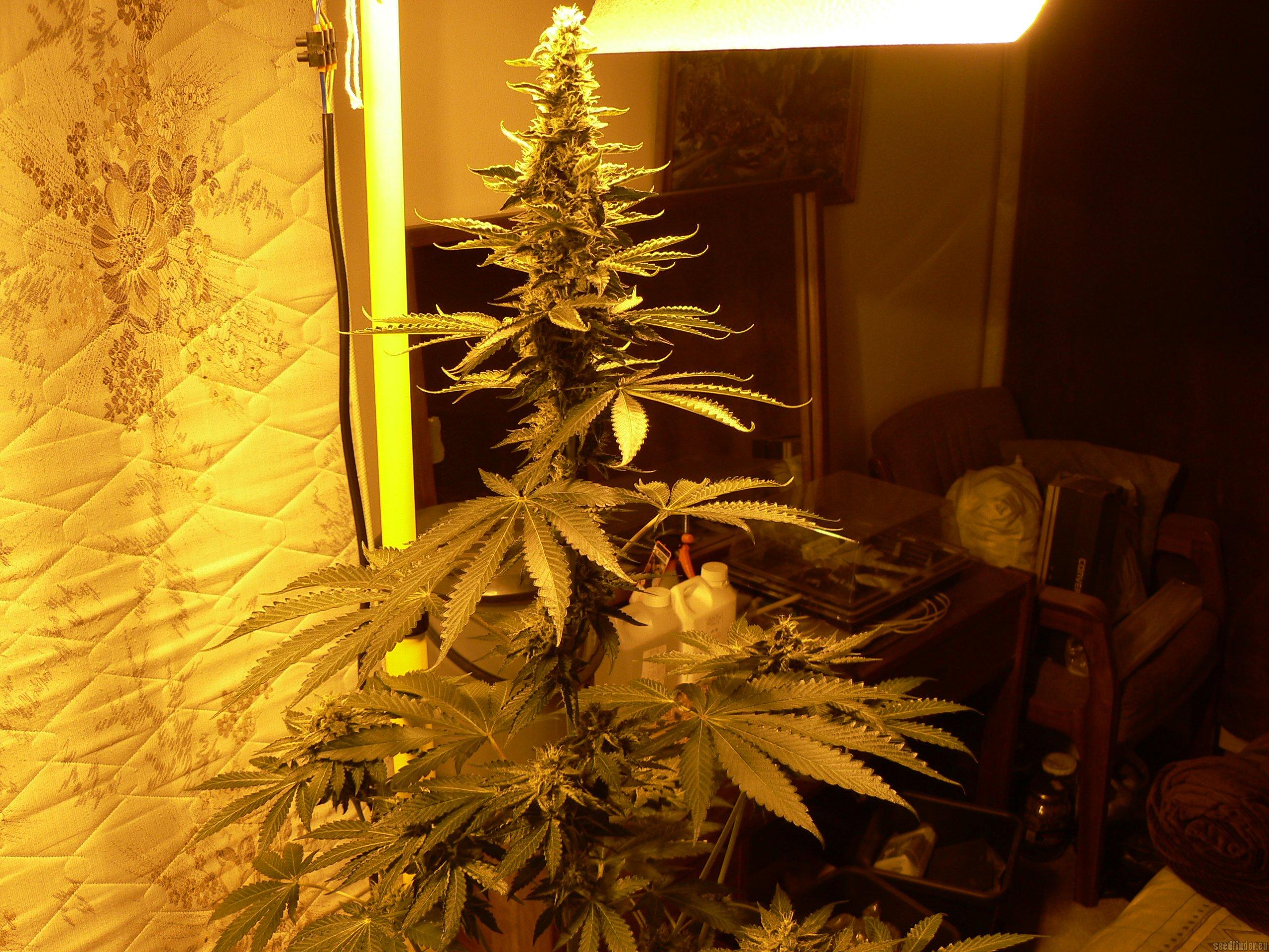 Buddha Tahoe OG