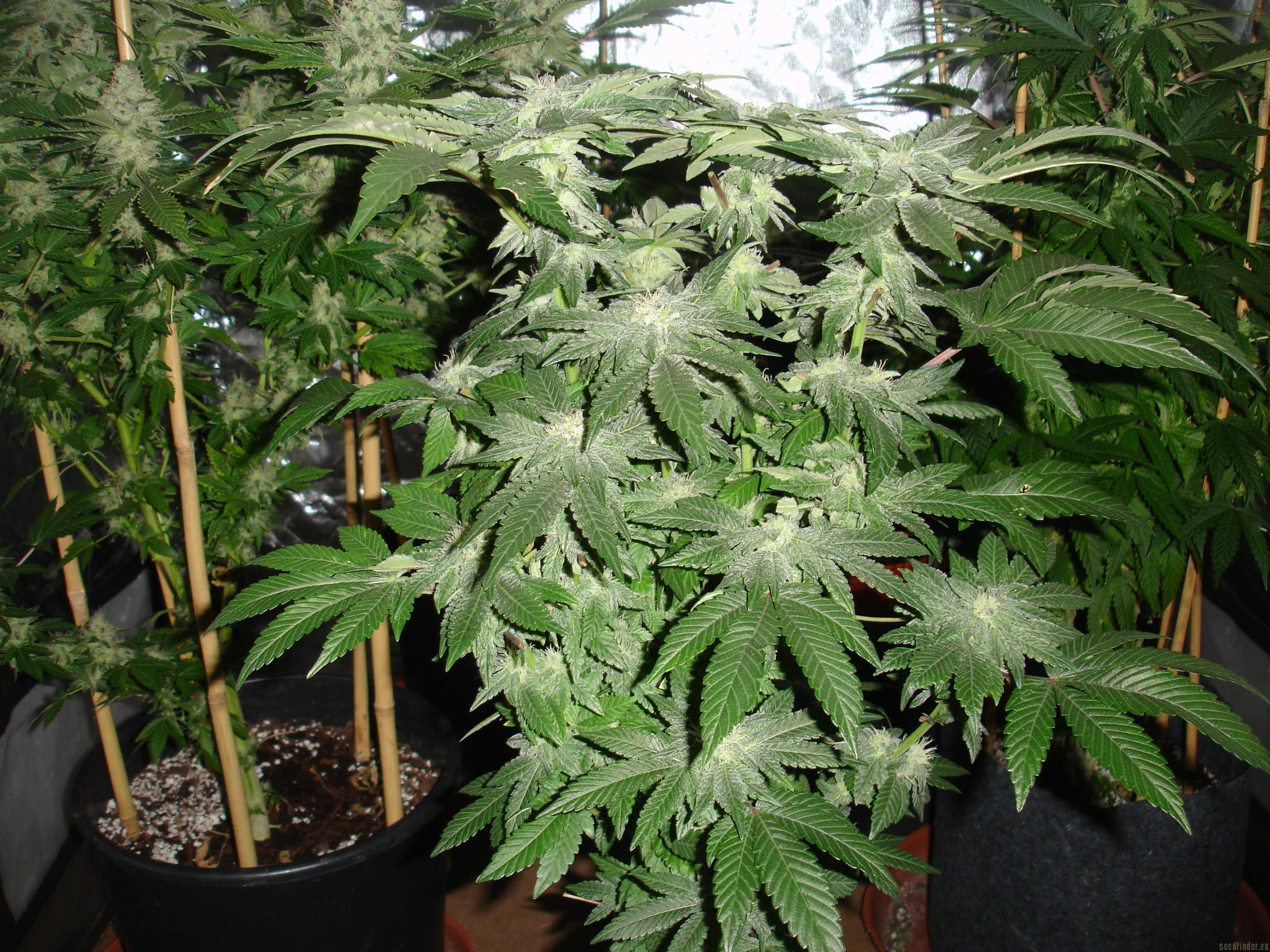 Buddha Tahoe