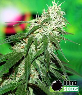 Buzz Bomb