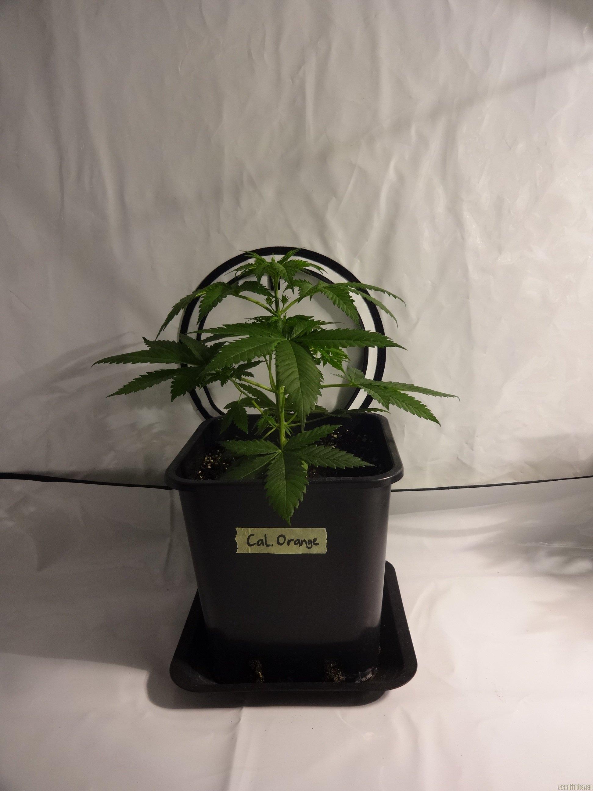 Californian Orange