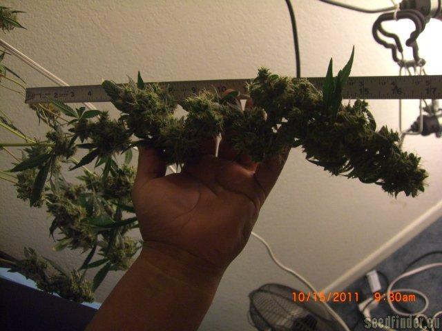 Cataract Kush