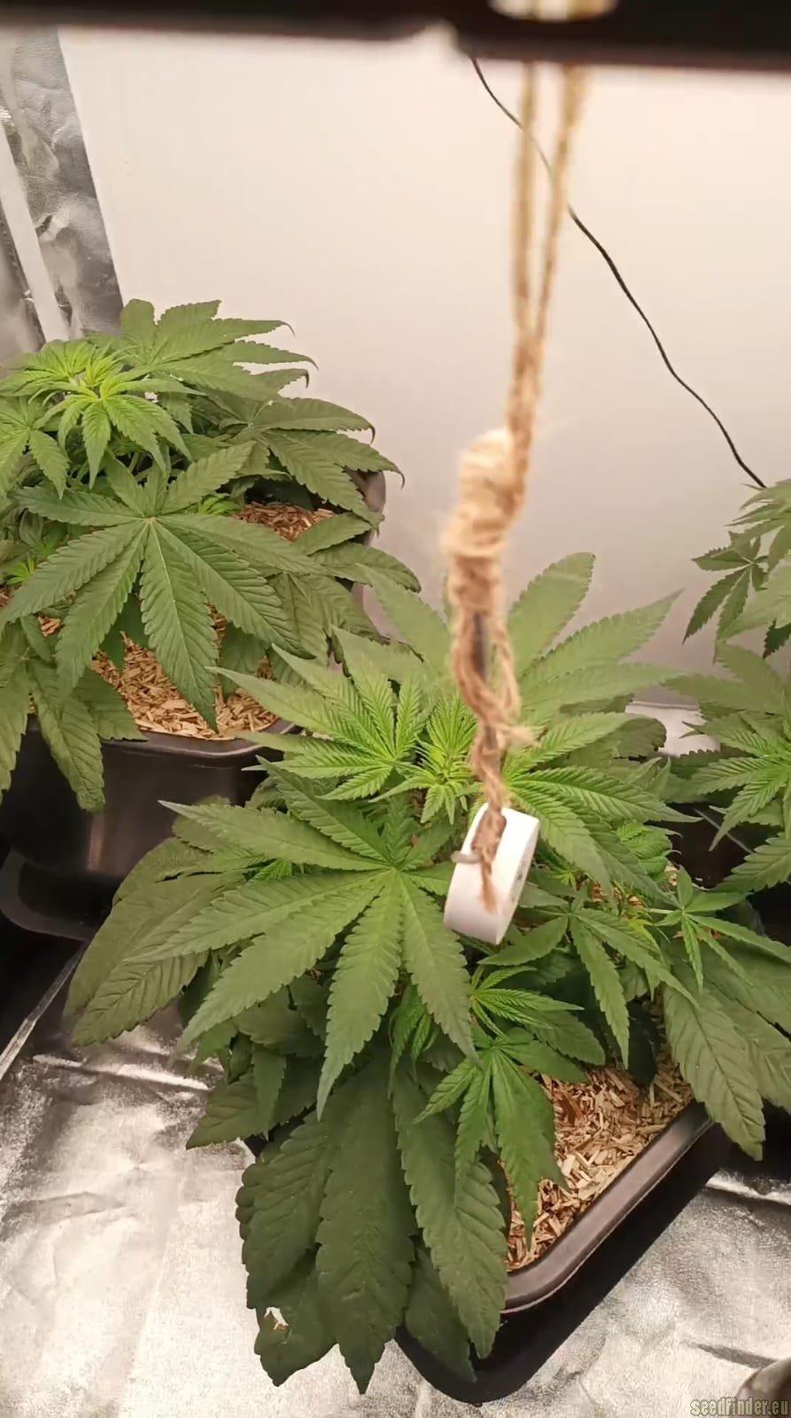 CBD #1