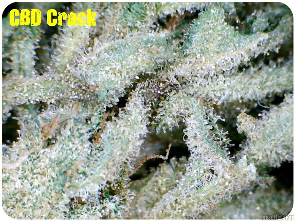CBD Crack