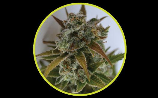 CBD Critical Mass