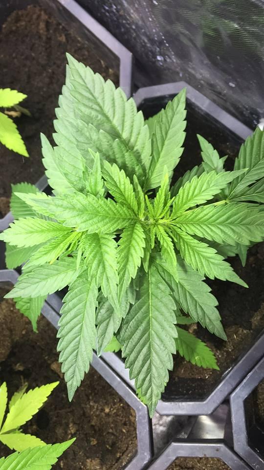 CBD Kong's Kush