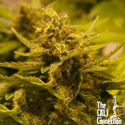 CBD OG