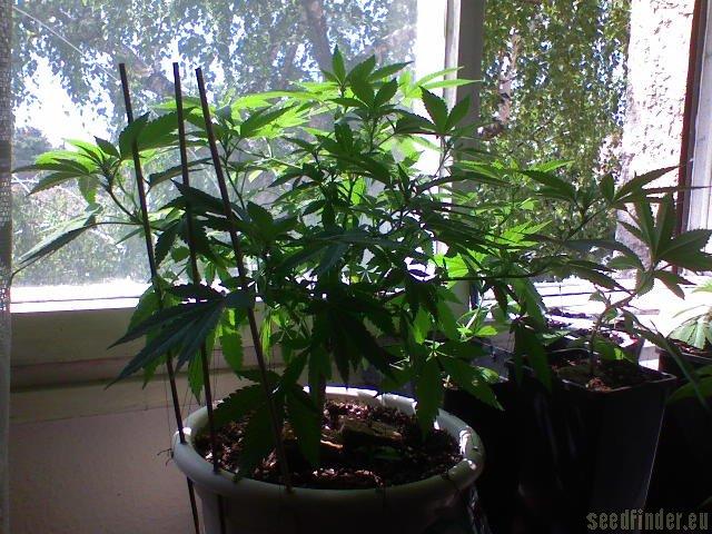 CBD SkunkHaze